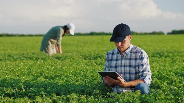 Farmers Working in a Chickpea Field at Spring alt