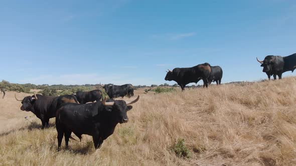 Drone footage of a cattle of bulls in a field in Alentejo, Portugal alt