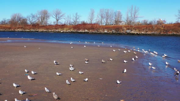 a low drone dolly in towards a flock of seagulls sunbathing on a quiet beach in the morning. The sky alt