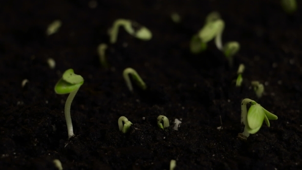 Growing Plants, Stock Footage | VideoHive