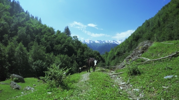 Cow In Mountains Summer