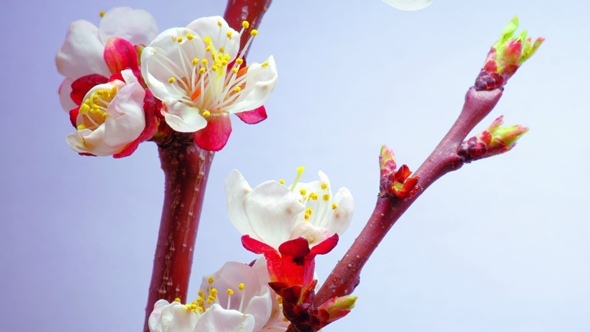 A Plum Flowers Blossoms alt