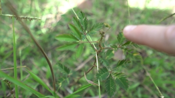 Mimosa Pudica. View Of Plant Is Sensitive To Touch