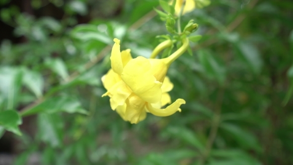 View Of Yellow Flower In Garden. Thailand