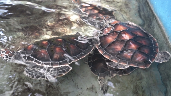 View Of Beautiful Turtles In Aquarium. Thailand