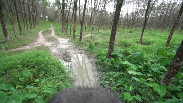 Top View Of Elephant Ride Through Jungle