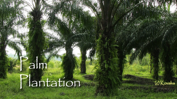 Oil Palm Plantations alt