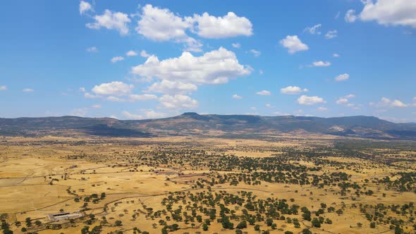 Aerial view of a vast grassland with shrubs and trees alt
