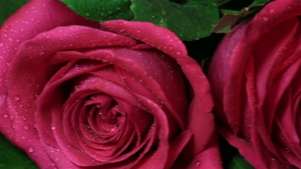 Beautiful Bouquet Of Red Roses Is Rotated alt