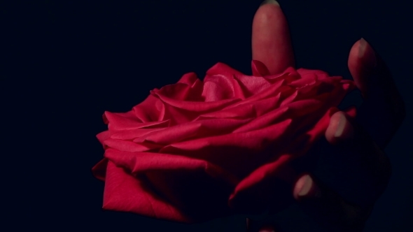 Female Hand Strangling Red Rose. Violent Killing Beauty. alt