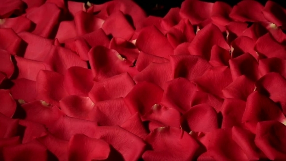 Wind Blows Red Rose Petals From Black Background. alt
