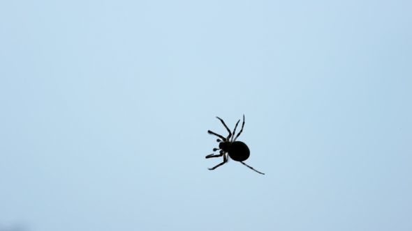 Spider