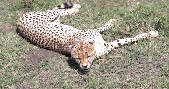 Cheetah female resting on a grassy patch in Kenya after hunting run, close up shot alt