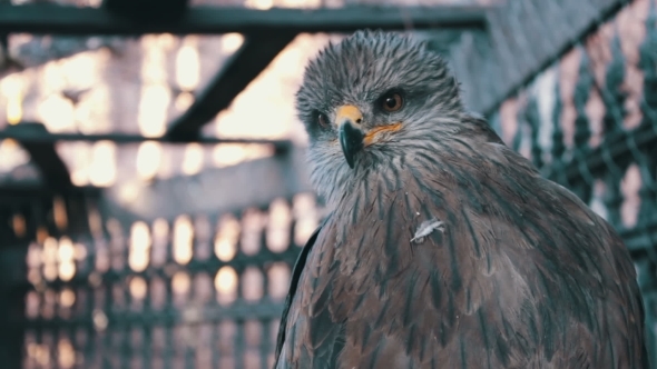Kite Bird Sitting On a Branch alt