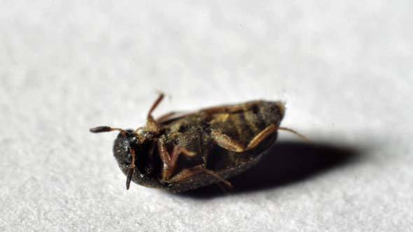 Beetle Lying on Back Wakes Up alt