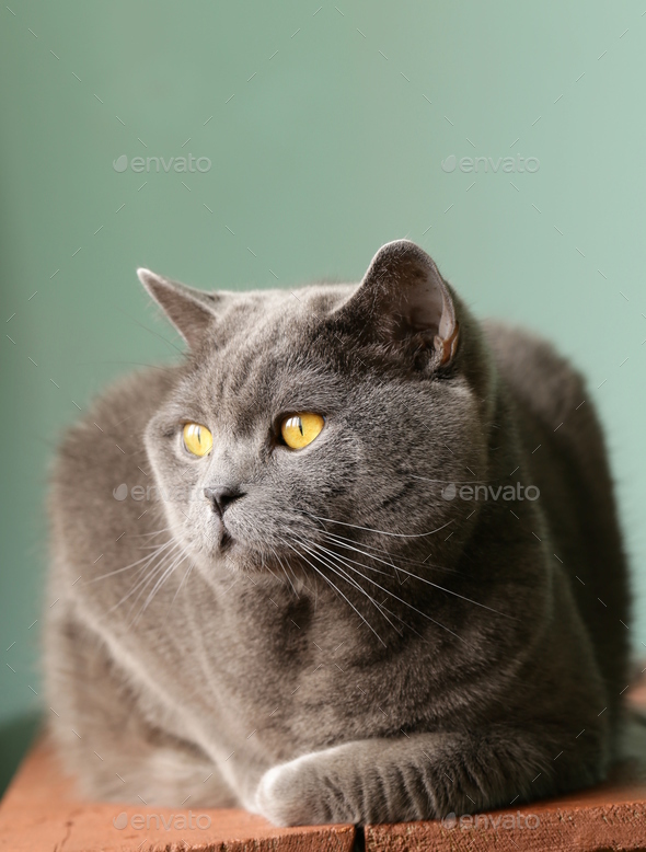 Pet British Shorthair Cat Stock Photo By Dream79 Photodune