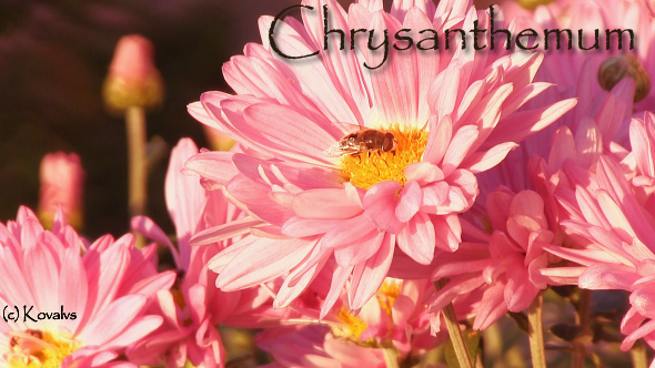 Pink Chrysanthemum Flower 