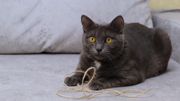 A gray cat sits on the sofa. Beautiful gray cat