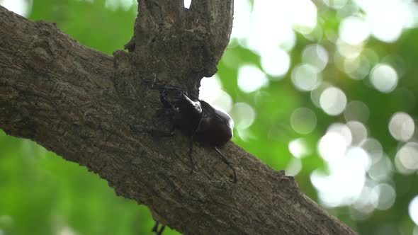 Close Up Of Siamese Rhinoceros Beetle Or Fighting Beetle On The Tree alt