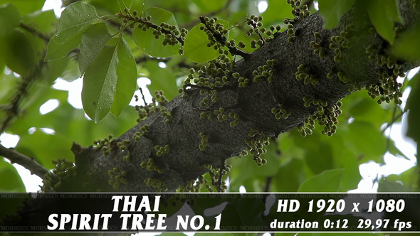 Thai Spirit Tree No.1