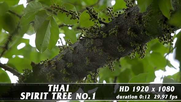 Thai Spirit Tree No.1 alt