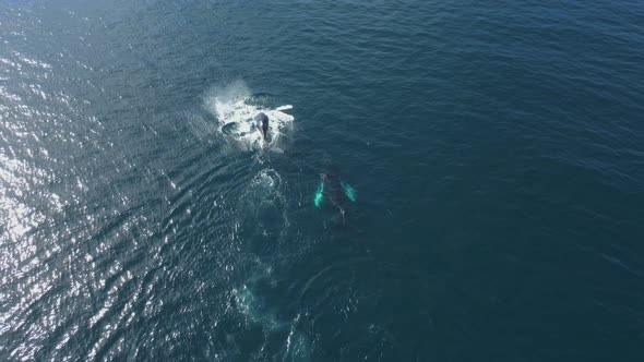 Humpback Whales in the Ocean