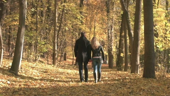 Fall Season In The Forest alt