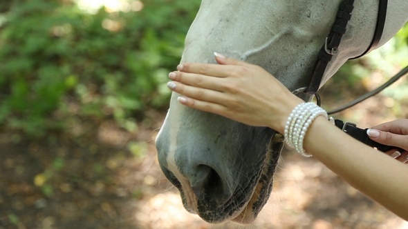 The Girl Pats Horse Head alt