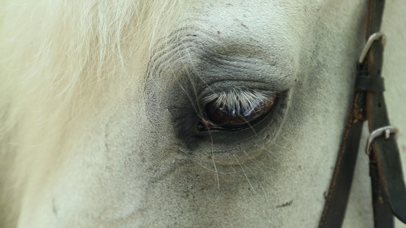 Horse Eye alt
