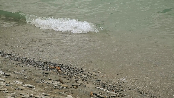 Waves Are Splashing To The Shore. Little Birds Are Jumping On Small Pebbles . alt