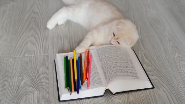 Beige Scottish Fold Kitten Playing With Pencils And Books
