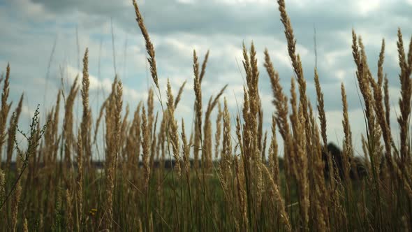 Pampas grass in the sky, Abstract natural background of soft Cortaderia alt