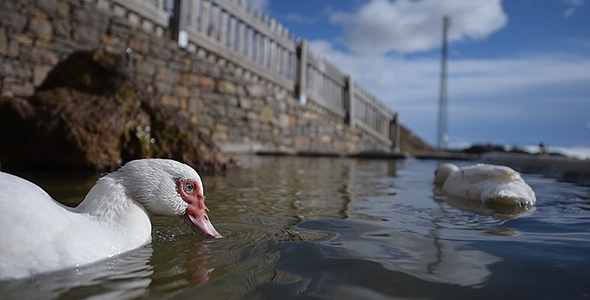 Duck on the Water