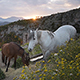 Horses Eating in the Mountain on Sunset - VideoHive Item for Sale