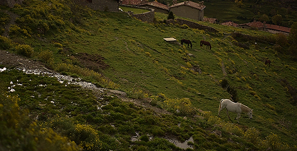 White Horse Walking on the Mountain