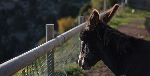 Quiet Donkey Resting on the Mountain