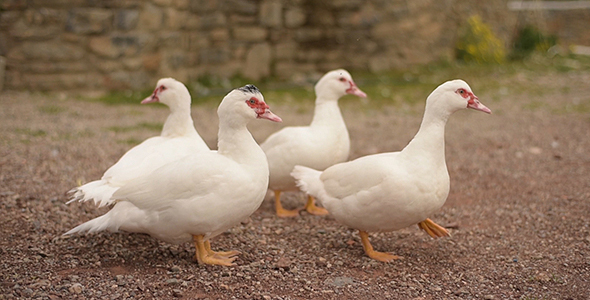 Geese Running