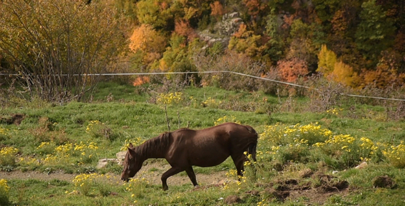 Brown Horse Eating and Walking