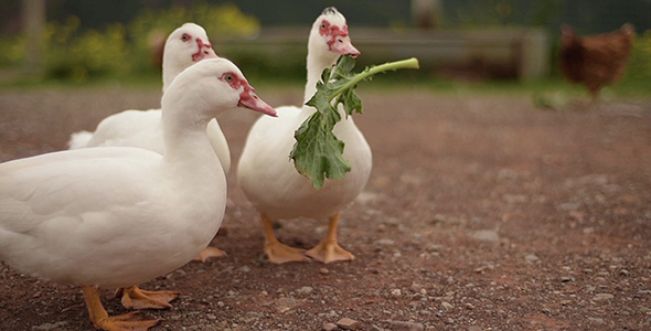 Geese Eating Pack (3-videos)