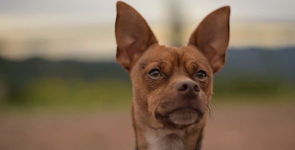 Mixed Race Dog