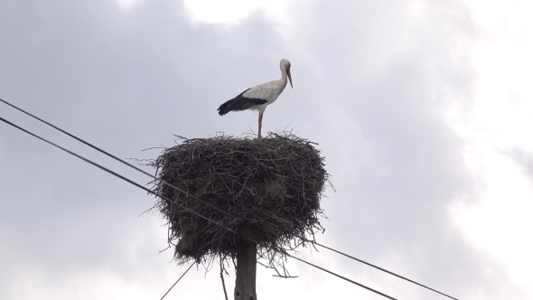 Stork Sitting In Nest