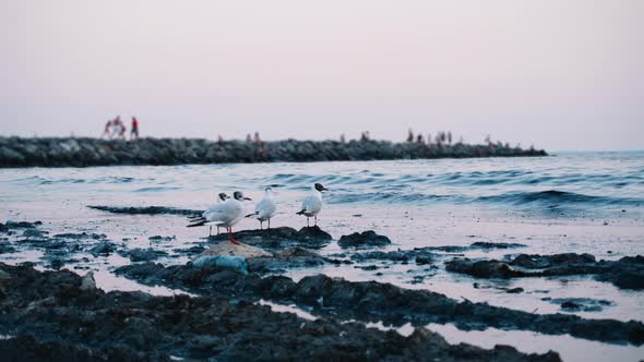 Environmental Problems From Water Pollution alt