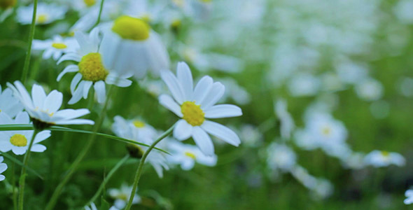 Natural Daisy Flowers on Spring