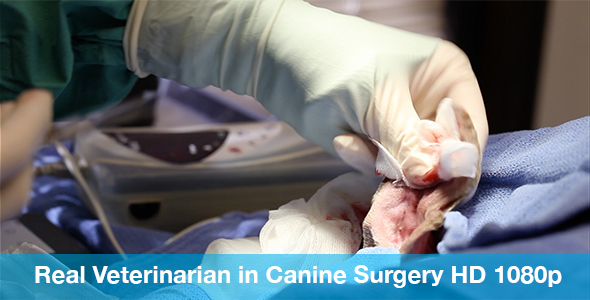 Veterinarian Preforming Surgery on Dog's Ear alt