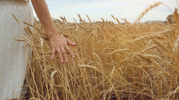 Woman Walking And Running In a Wheat Field