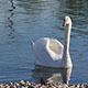 Swans Enjoy by the Lake - VideoHive Item for Sale