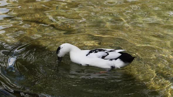 Duck swimming in a pond of clear water in spring, Spain