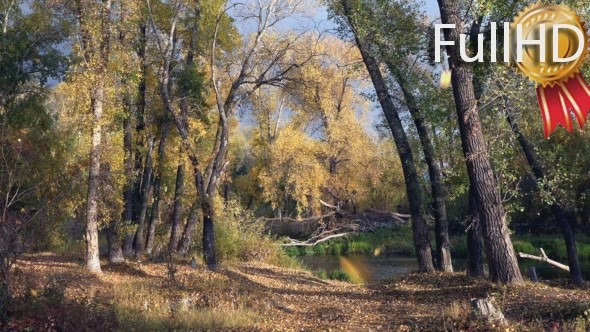 Leaf fall in the old park on the river