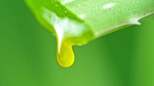 Super Slow Motion Shot of Aloe Vera Gel Dripping From Aloe Plant at 1000Fps. alt