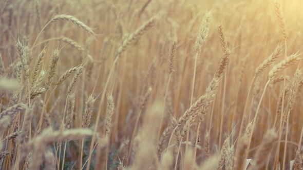 Wheat Field Ears Of Golden Wheat